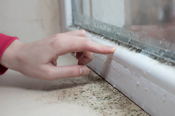 Best Real Estate Mold Inspection  in Andusia, AL