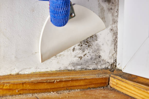 Best Mold Damage Restoration  in Andusia, AL