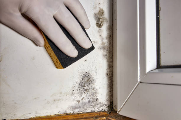 Best Mold Odor Removal Services  in Andusia, AL